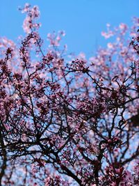 Low angle view of cherry blossoms against sky