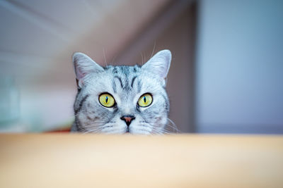 Close-up portrait of cat