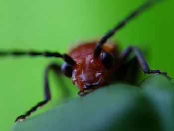 Close-up of insect