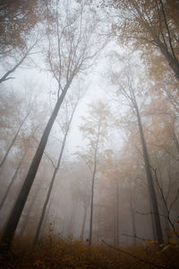 Trees in forest