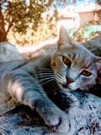 Close-up of a cat lying down