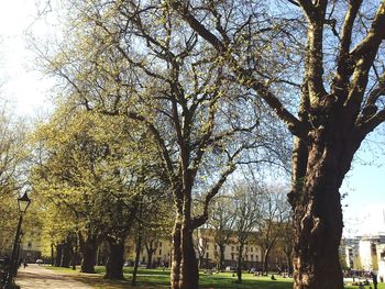 Trees in park