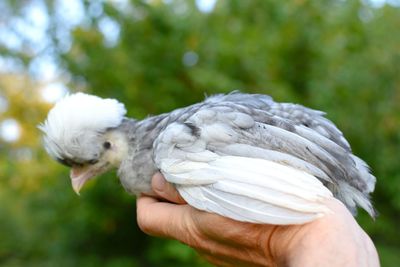 Close-up of hand holding bird against blurred background