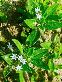 High angle view of snow on plant