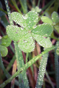 Close-up of plant