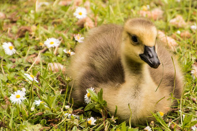 Close-up of a bird in field