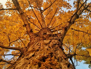 Low angle view of tree against sky