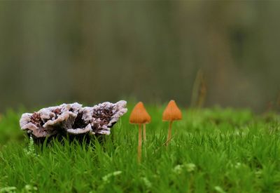 Close-up of mushrooms growing on field