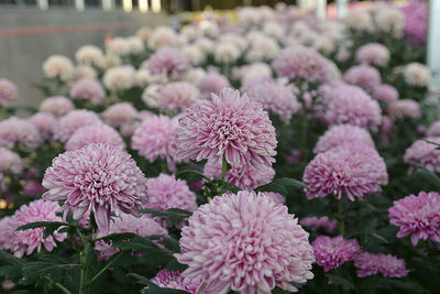 Close-up of pink flowering plants