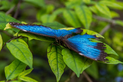 Close-up of a bird