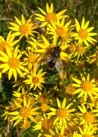 Close-up of bee on yellow flowers