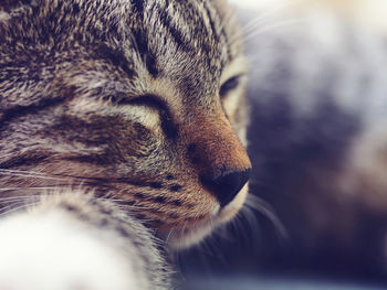 Close-up of cat