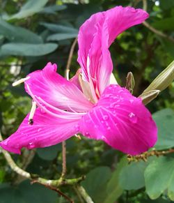 Close-up of pink flower blooming outdoors