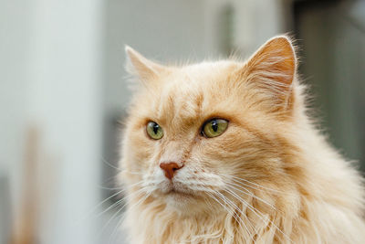 Our 17 year old siberian cat djarjar