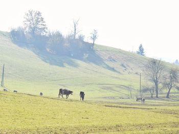 Cows grazing on field against clear sky