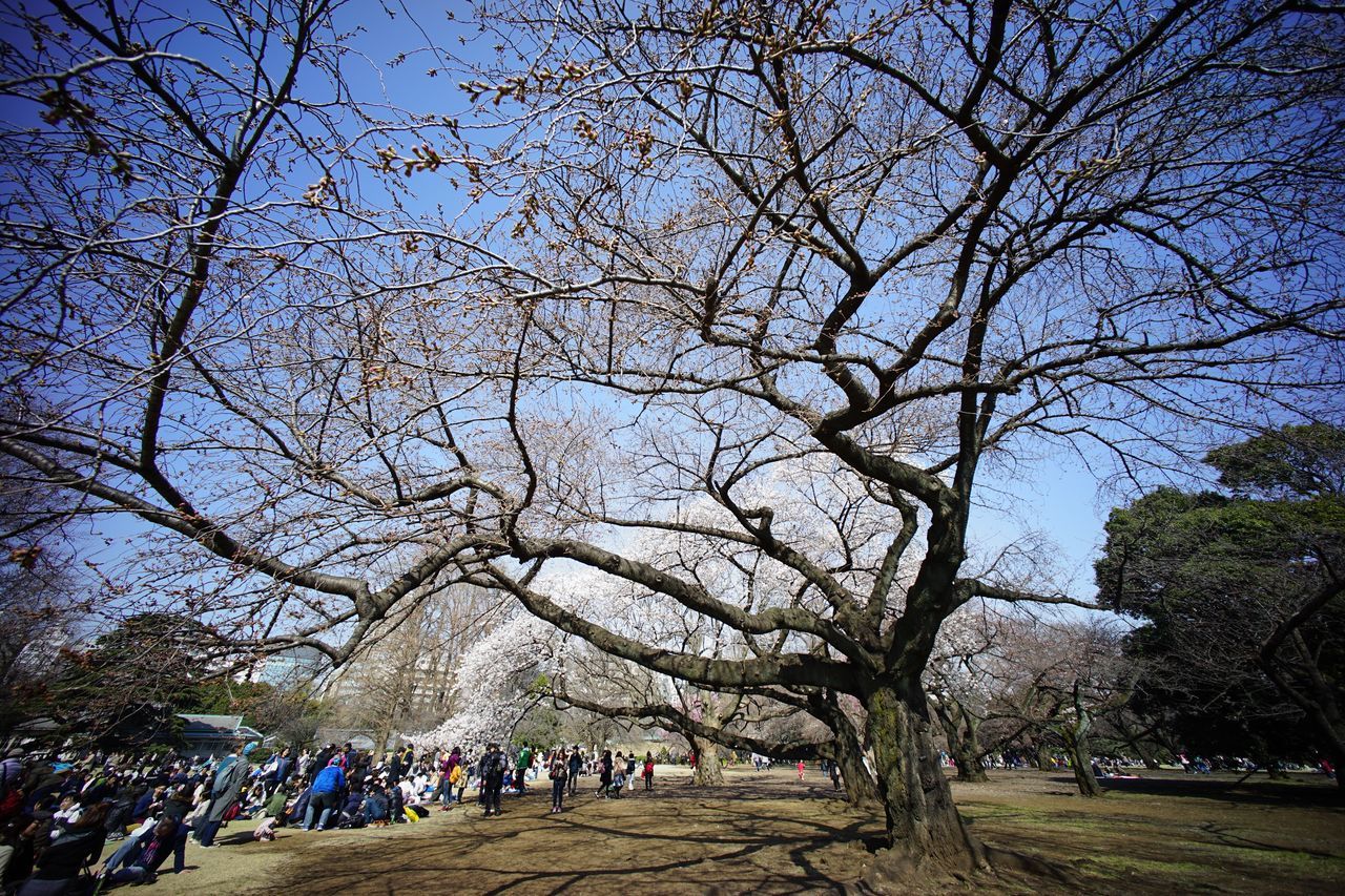 tree, large group of people, branch, bare tree, park - man made space, person, sky, leisure activity, lifestyles, men, nature, growth, tourist, day, tourism, clear sky, park, mixed age range, travel