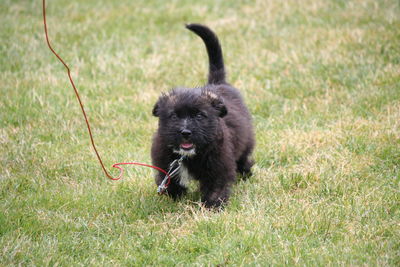 Portrait of puppy on grassy field