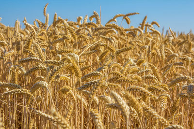 Close-up of wheat growing on field