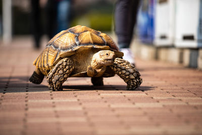 Close-up of turtle walking on footpath