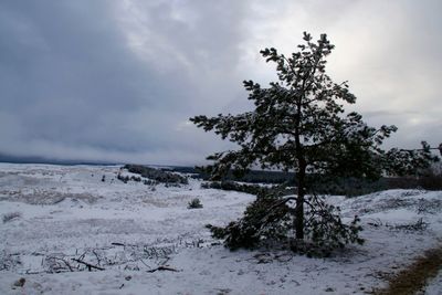 Trees on snow covered landscape against sky