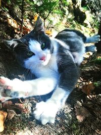 High angle view portrait of cat on field