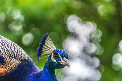 Peacock portait