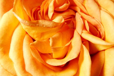 Close-up of rose