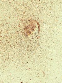 High angle view of lizard on sand at beach