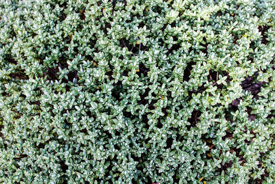 Full frame shot of plants