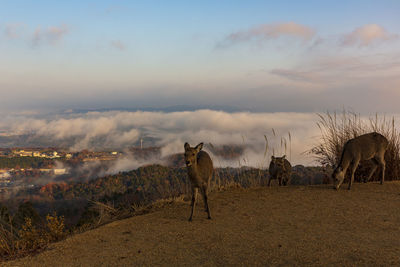 Panoramic view of a field