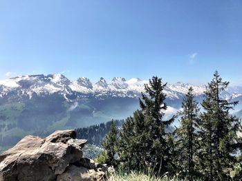 Pine trees on mountain against blue sky