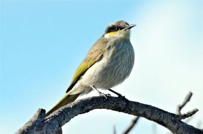 Low angle view of bird perching on branch against sky