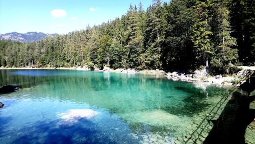 Scenic view of lake in forest against sky