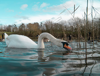 Swans swimming in lake