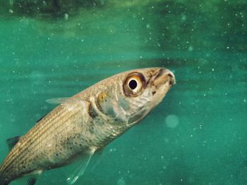 Close-up of fish swimming in water