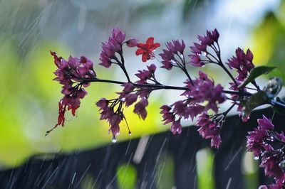 Close-up of pink flowering plant