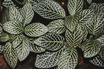 Full frame shot of succulent plant