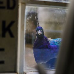 Close-up of a bird