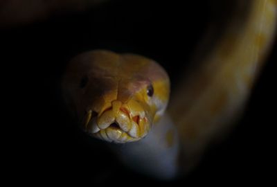 Close-up of yellow lizard on black background