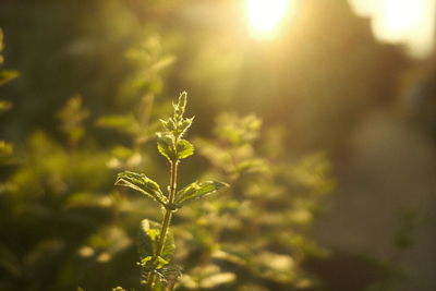 Close-up of plant growing on field