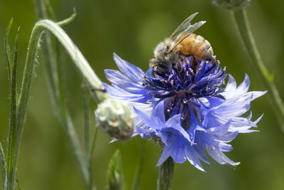 Close-up of insect on purple flower