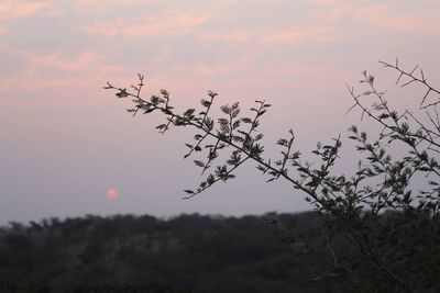 Plants against sky during sunset