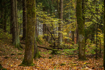 Trees in forest