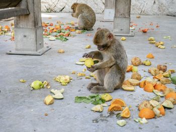 Monkey eating lemon