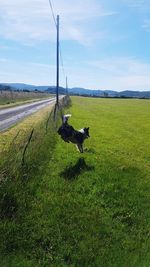 View of a dog on field