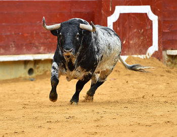 Cow in the ground