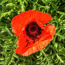 Close-up of orange poppy blooming outdoors