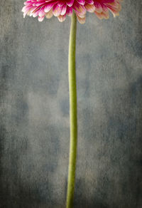 Close-up of flowering plant over textured background