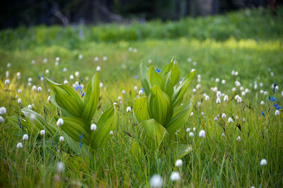 Wildflowers growing on field