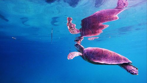 Jellyfish swimming in sea